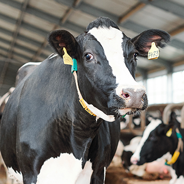 Barn Ventilation Systems | MAXIMUS Solution