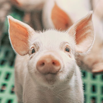 Swine Management System - MAXIMUS Solution