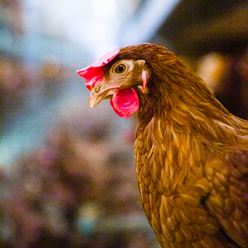 Poultry management system | MAXIMUS Solution
